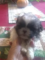 Mandy Male 3, a male Shih Tzu for sale in Ashland, AL – Photo 4 of 6