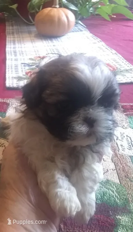Mandy Male 3, a male Shih Tzu for sale in Ashland, AL – Photo 1 of 6