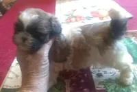 Mandy Male 3, a male Shih Tzu for sale in Ashland, AL – Photo 2 of 6