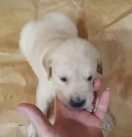 Misty Female 1, a male Golden Retriever for sale in Ashland, AL – 3 of 5