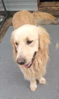 Misty Male 1, a male Golden Retriever for sale in Ashland, AL – 5 of 5