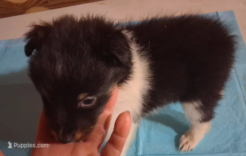 Lucky Female 2 – Shetland Sheepdog puppy for sale in Ashland, AL