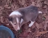 Rose Female 3, a female Collie for sale in Ashland, AL – Photo 1 of 9