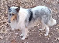 Rose Female 3, a female Collie for sale in Ashland, AL – Photo 9 of 9