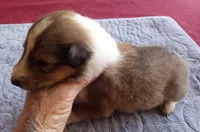 Rose Female 3, a female Collie for sale in Ashland, AL – Photo 6 of 9