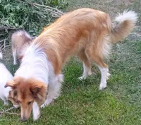 Rose Female 3, a female Collie for sale in Ashland, AL – Photo 8 of 9