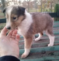 Rose Female 3, a female Collie for sale in Ashland, AL – Photo 2 of 9