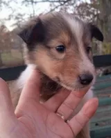 Rose Female 3, a female Collie for sale in Ashland, AL – Photo 3 of 9