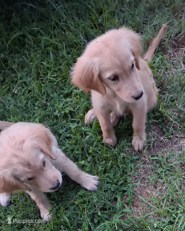 April Male 2 – Golden Retriever puppy for sale in Ashland, AL