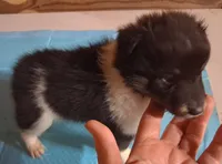 Lucky Female 2, a female Shetland Sheepdog for sale in Ashland, AL – 2 of 6