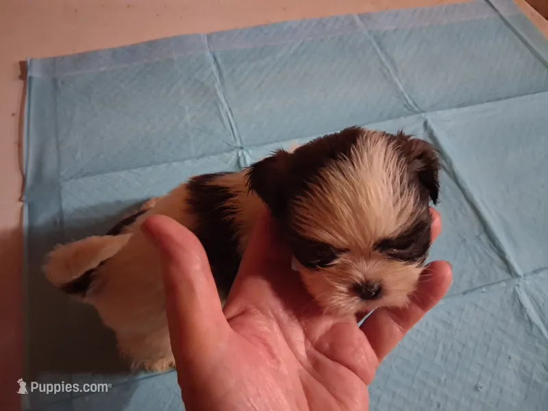 Spunky Male 3 – Shih Tzu puppy for sale in Ashland, AL