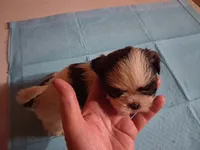 Spunky Male 3, a male Shih Tzu for sale in Ashland, AL – 1 of 4