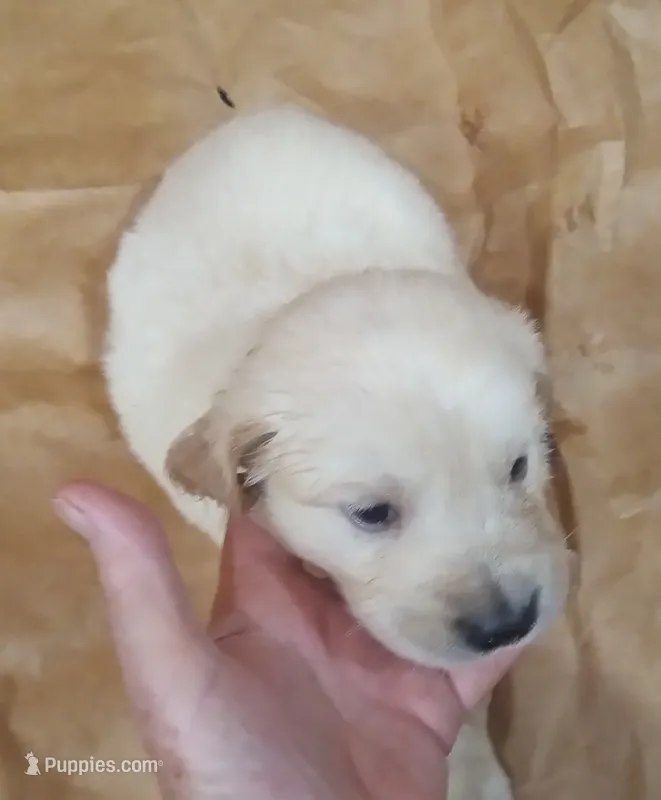 Misty Male 3 – Golden Retriever puppy for sale in Ashland, AL