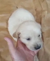 Misty Male 3, a male Golden Retriever for sale in Ashland, AL – 1 of 6