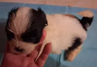 Spunky Male 1, a male Shih Tzu for sale in Ashland, AL – 3 of 4