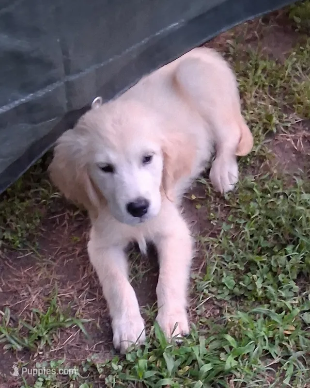 April Male 1 – Golden Retriever puppy for sale in Ashland, AL