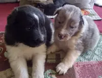 Smokie Female 1, a female Shetland Sheepdog for sale in Ashland, AL – Photo 5 of 5