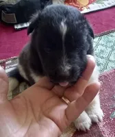 Smokie Female 1, a female Shetland Sheepdog for sale in Ashland, AL – Photo 3 of 5