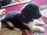 Smokie Female 1, a female Shetland Sheepdog for sale in Ashland, AL – Photo 2 of 5