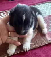 Smokie Female 1, a female Shetland Sheepdog for sale in Ashland, AL – Photo 4 of 5