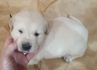 Misty Male 1, a male Golden Retriever for sale in Ashland, AL – 3 of 5