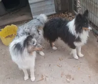 Lucky Female 1, a female Shetland Sheepdog for sale in Ashland, AL – 6 of 6