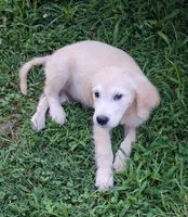April Male 4, a male Golden Retriever for sale in Ashland, AL – 4 of 6