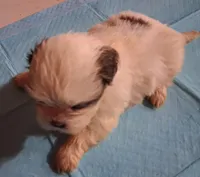 Spunky Male 4, a male Shih Tzu for sale in Ashland, AL – 4 of 5