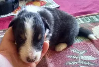 Smokie Male 5, a male Shetland Sheepdog for sale in Ashland, AL – Photo 5 of 5