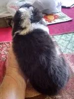 Smokie Male 5, a male Shetland Sheepdog for sale in Ashland, AL – Photo 2 of 5