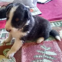 Smokie Male 5, a male Shetland Sheepdog for sale in Ashland, AL – Photo 1 of 5