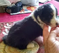 Smokie Male 5, a male Shetland Sheepdog for sale in Ashland, AL – Photo 4 of 5