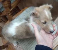 River Female 2, a female Collie for sale in Ashland, AL – Photo 4 of 6