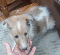 River Female 2, a female Collie for sale in Ashland, AL – Photo 2 of 6