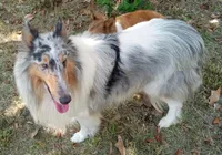 River Female 2, a female Collie for sale in Ashland, AL – Photo 5 of 6