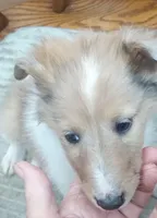 River Female 2, a female Collie for sale in Ashland, AL – Photo 1 of 6