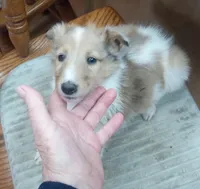 River Female 2, a female Collie for sale in Ashland, AL – Photo 3 of 6