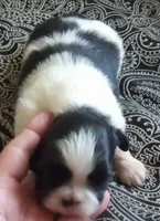 Misty Female 2, a female Shih Tzu for sale in Ashland, AL – Photo 3 of 4