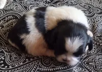 Misty Female 2, a female Shih Tzu for sale in Ashland, AL – Photo 4 of 4