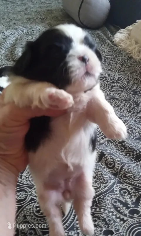 Misty Female 2, a female Shih Tzu for sale in Ashland, AL – Photo 1 of 4