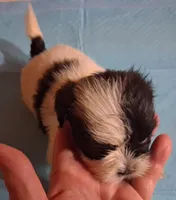 Spunky Male 2, a male Shih Tzu for sale in Ashland, AL – 5 of 6