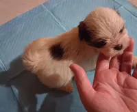 Spunky Male 4, a male Shih Tzu for sale in Ashland, AL – 2 of 5