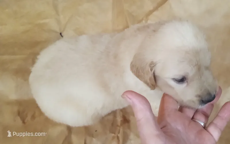 Misty Female 1 – Golden Retriever puppy for sale in Ashland, AL