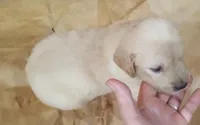 Misty Female 1, a male Golden Retriever for sale in Ashland, AL – 1 of 5