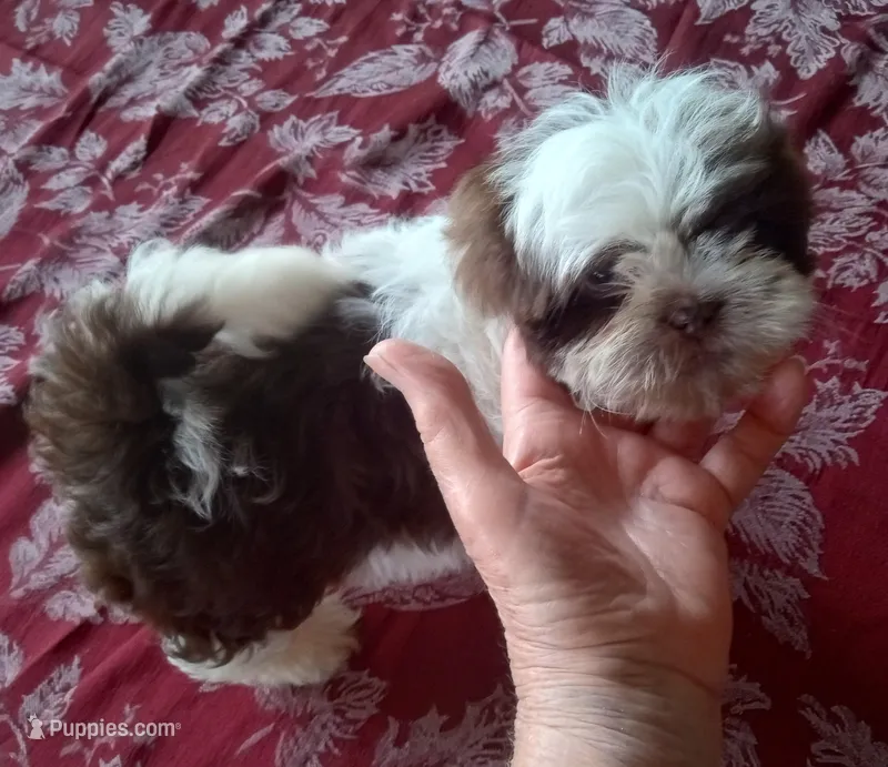 Boo Male 2 – Shih Tzu puppy on hold in Ashland, AL