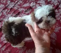 Boo Male 2, a male Shih Tzu for sale in Ashland, AL – Photo 1 of 5