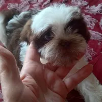 Boo Male 2, a male Shih Tzu for sale in Ashland, AL – Photo 3 of 5