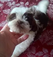 Boo Male 2, a male Shih Tzu for sale in Ashland, AL – Photo 4 of 5