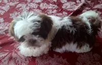 Boo Male 2, a male Shih Tzu for sale in Ashland, AL – Photo 2 of 5