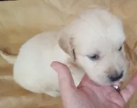 Misty Male 2, a male Golden Retriever for sale in Ashland, AL – 4 of 6